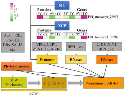 Comparative proteomic analysis provides insights into wood formation in immature xylem at different ages in Eucalyptus urophylla × Eucalyptus grandis